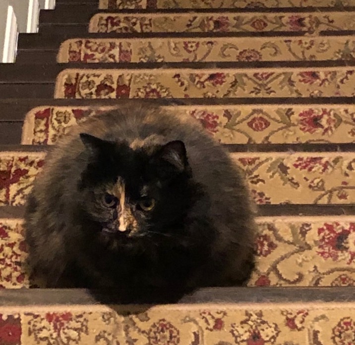 Cat ball on the stairs