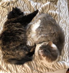 Yin Yang Cats